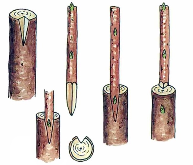 Весенняя прививка яблони черенком. Привой яблони. Окулировка плодовых деревьев. Корнеобразование черенков яблони. Окулировка яблони схема.