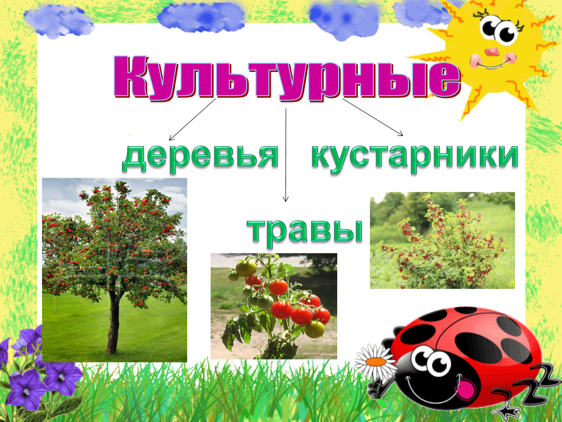 3 культурных дерева. Культурные деревья названия.