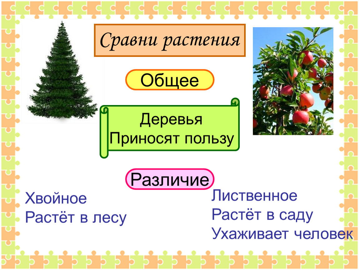 Сравни растения. Хвойные культурные растения. Сравни деревья хвойные и лиственные. Различия хвойных и лиственных растений. Культурные деревья 2 класс.