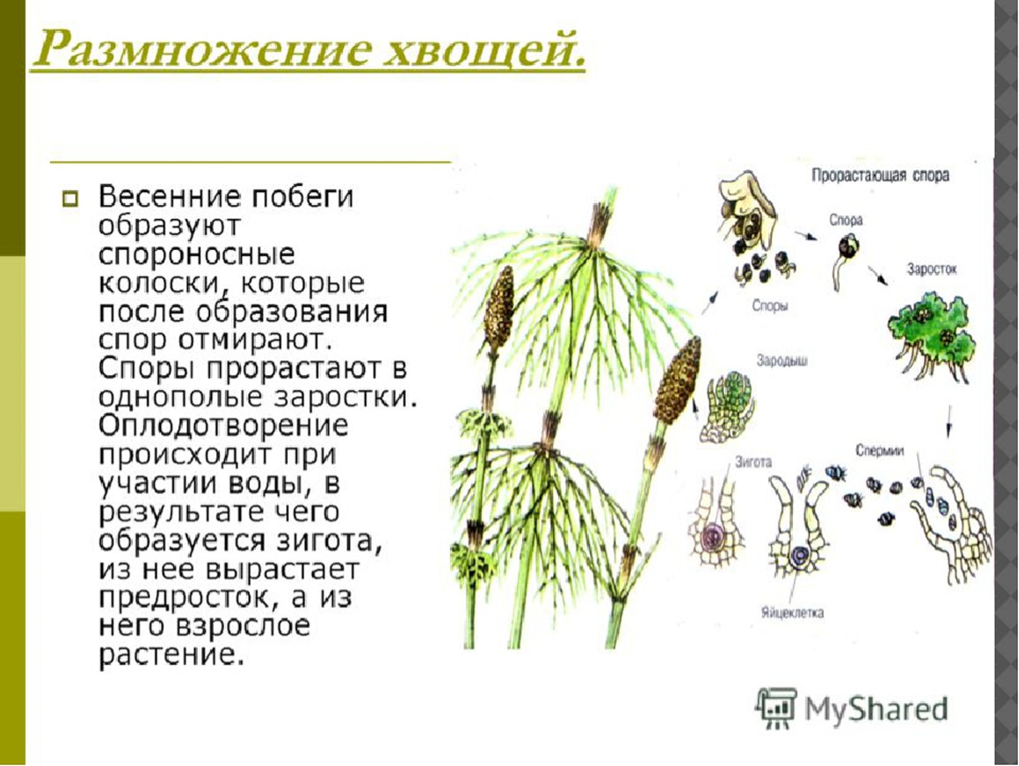 Жизненный хвоща. Жизненный цикл хвоща полевого схема. Строение споры хвоща полевого. Размножение хвощей схема. Хвощ полевой размножение.