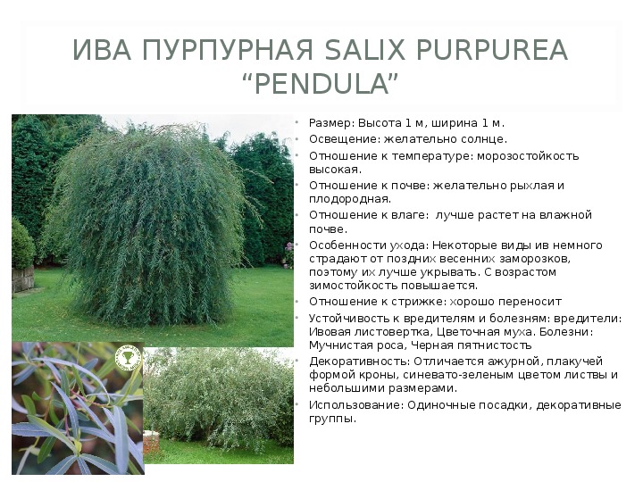 Ива дерево описание. Ива пурпурная Пендула - Salix purpurea pendula. Ива пурпурная 'pendula' (Salix purpurea 'pendula'). Ива пурпурная высота и диаметр кроны.