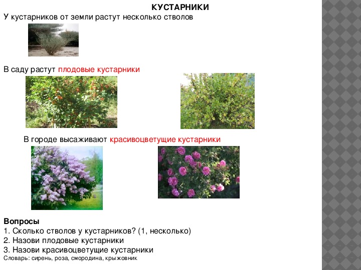 Какие кустарники растут в москве названия