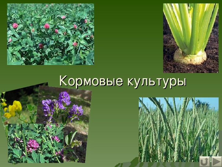 Кормовые культуры картинки