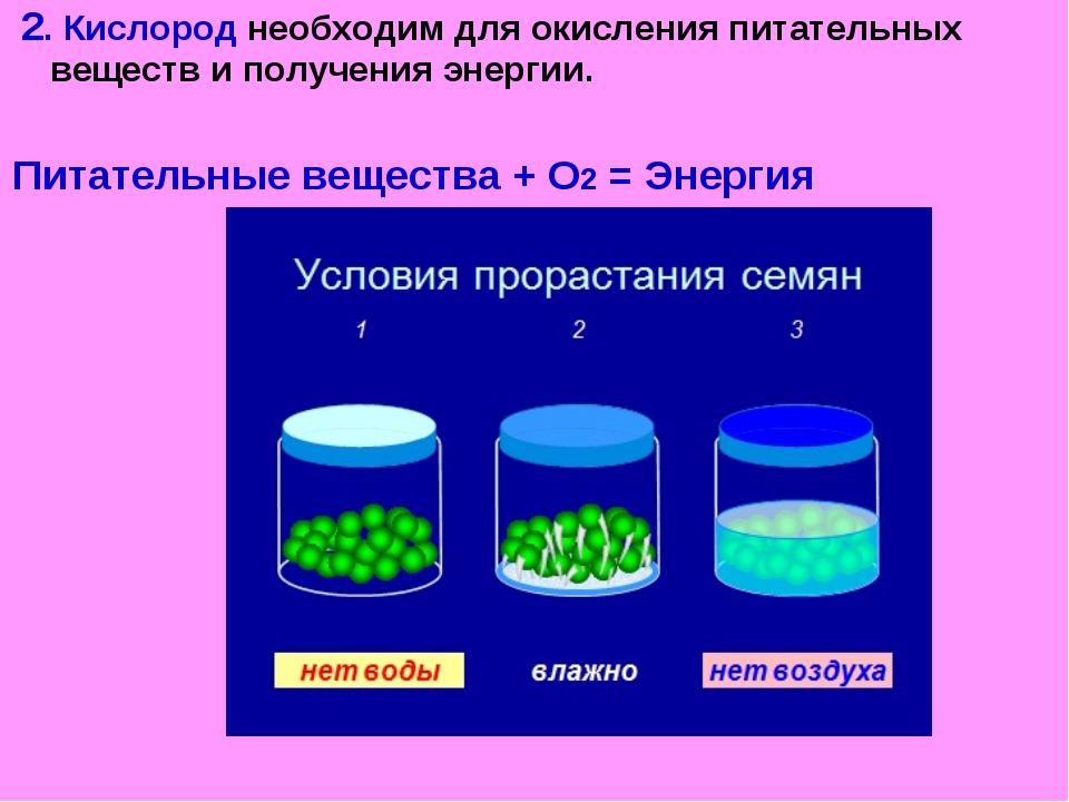 Условия необходимые для прорастания семян. Кислород для прорастания семян. Лабораторная работа условия прорастания семян. Условия прорастания семян вода. Кислород необходим для.