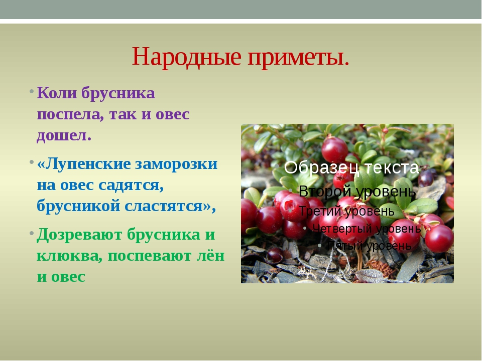 Примета лета какая. Русские народные приметы на урожай. Народные приметы на урожай ягод. Народные приметы про бруснику. Стихотворение про бруснику.