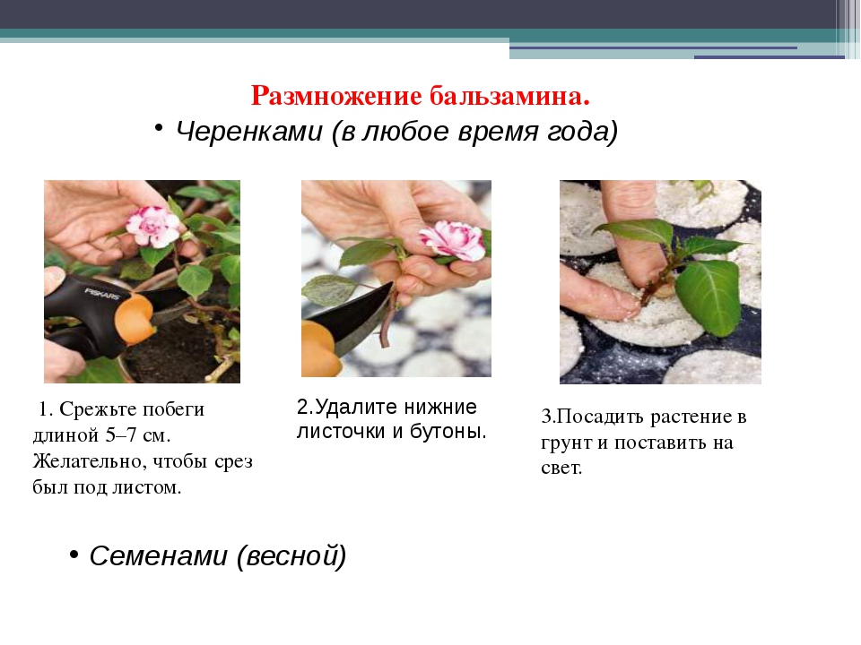 Бальзамин комнатный размножение. Ванька-мокрый бальзамин размножение черенками. Бальзамин комнатный размножение отростками. Бальзамин укоренение черенков. Бальзамин комнатный размножение черенками.