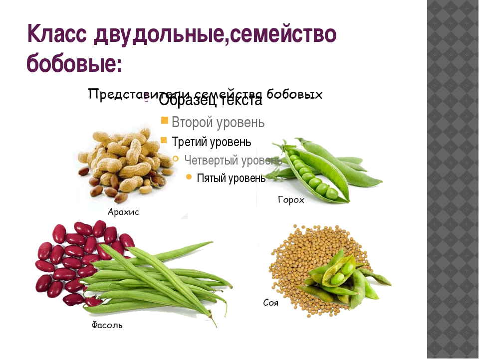 Семейство бобовые представители. Культурные растения семейства бобовых. Представители семейства Боб. Семейство бобровые представители.