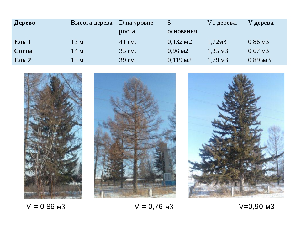 Ель длина. Сосна обыкновенная диаметр кроны. Диаметр кроны сосны. Размеры деревьев. Ель высота дерева.