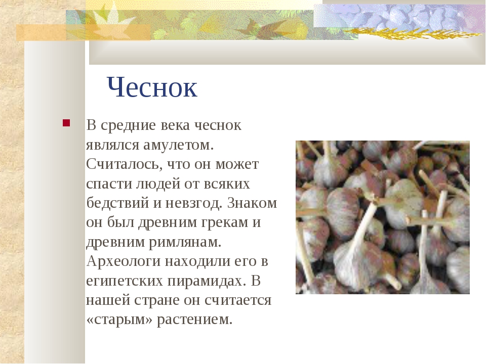 Чеснок проверочное. Чеснок презентация. Чеснок описание. Доклад про чеснок. Информация о чесноке.