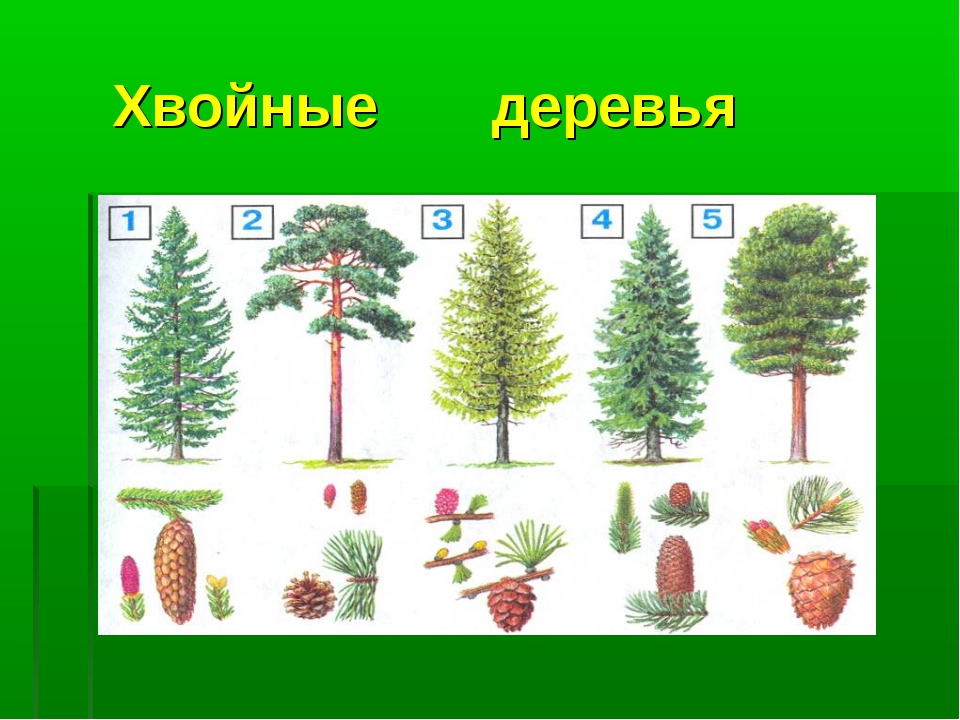 Хвойное дерево рисунок. Хвойные деревья для детей. Хвойные деревья окружающий мир. Хвойные деревья для дошкольников. Группа хвойных деревьев.