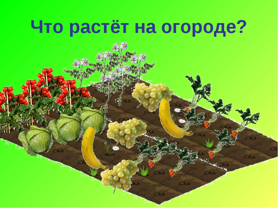 Растет на грядке. Овощи растут на грядке. Что растет на грядке. Что выросло на грядках. Овощи которые растут на грядке.