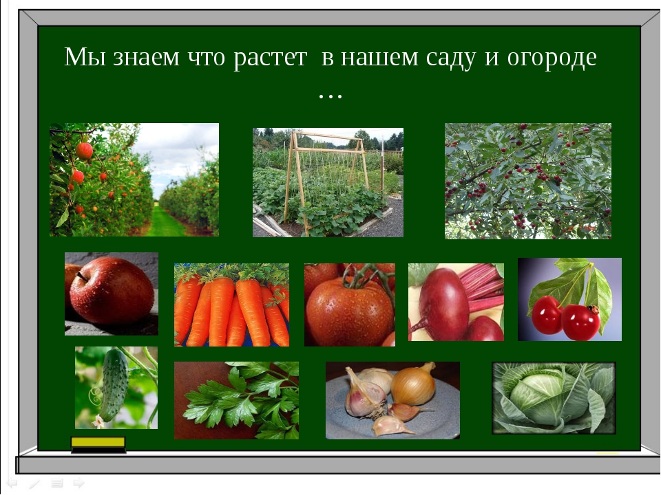 Что растет в саду. Что растет в огороде?. Что растет в саду что растет в огороде. Что растёт в нашем саду.