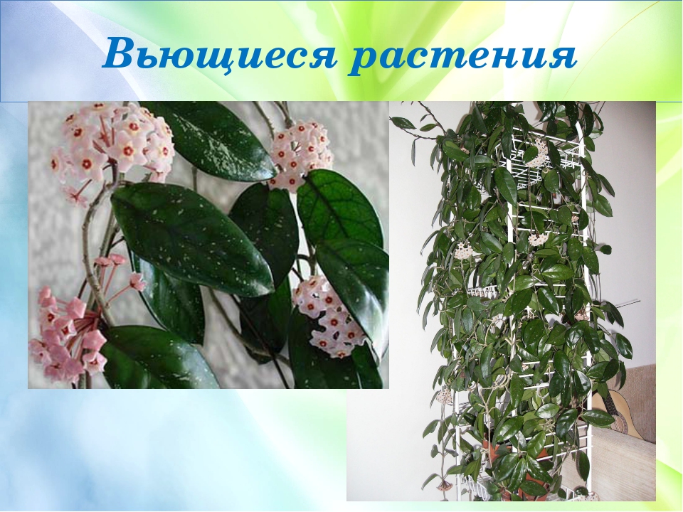 Вьющиеся комнатные растения названия с фото цветущие