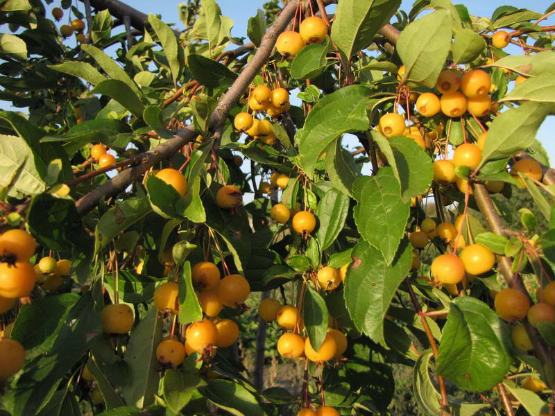 Плодовые деревья и кустарники. Яблоня ( Malus ) Yellow Siberian. Яблоня Yellow Siberian (Malus Yellow Siberian). Яблоня декоративная Еллоу сибериан. Яблоня Ягодная gracilis.