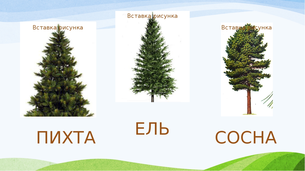 Ели и 11. Ель елка сосна пихта. Елка пихта сосна кедр. Пихта ель и сосна отличия. Елка пихта сосна отличие.