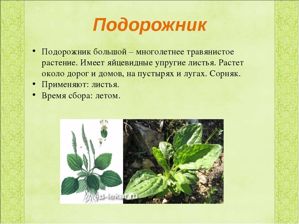 2 любых растения. Подорожник многосемянный. Подорожник описание. Подорожник доклад. Подорожник описание растения.