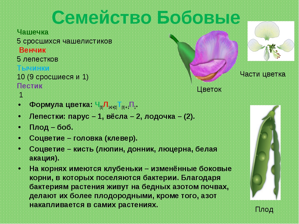 Цветок венчик зародыш какое понятие следует вписать. Формула цветка семейства бобовые. Семейство бобовые формула цветка ч 5 л 1 + 2 +. Формула цветка бобовых растений. Семейство Мотыльковые бобовые формула.