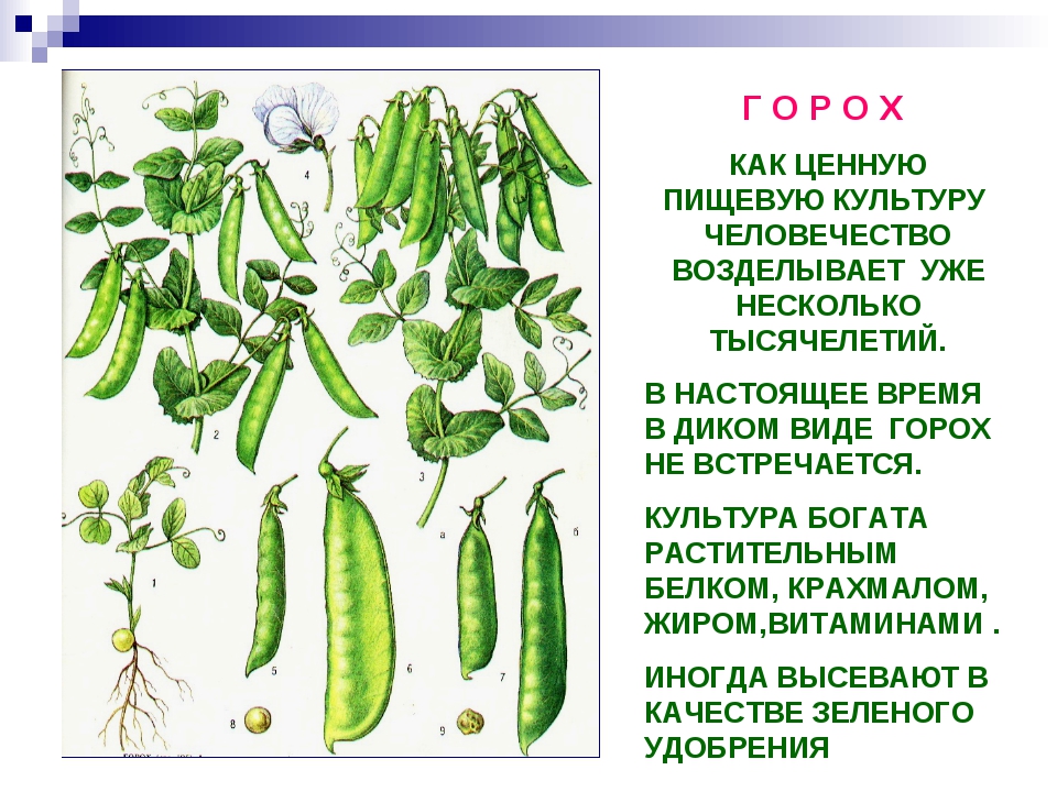 Горох как растет картинки для детей