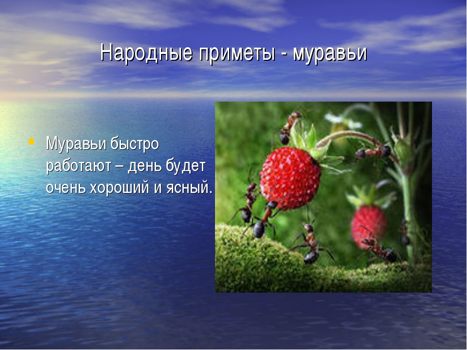 Приметы цветов. Приметы о растениях. Русские приметы о растениях. Народные приметы про насекомых. Приметы про цветы.