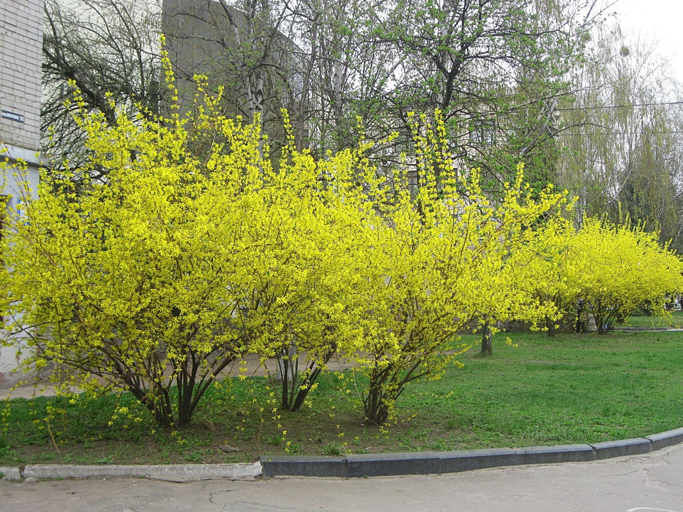 Кустарник форзиция фото. Форзиция Медоуларк. Форзиция европейская — Forsythia europaea. Форзиция пониклая. Форзиция промежуточная Спектабилис.