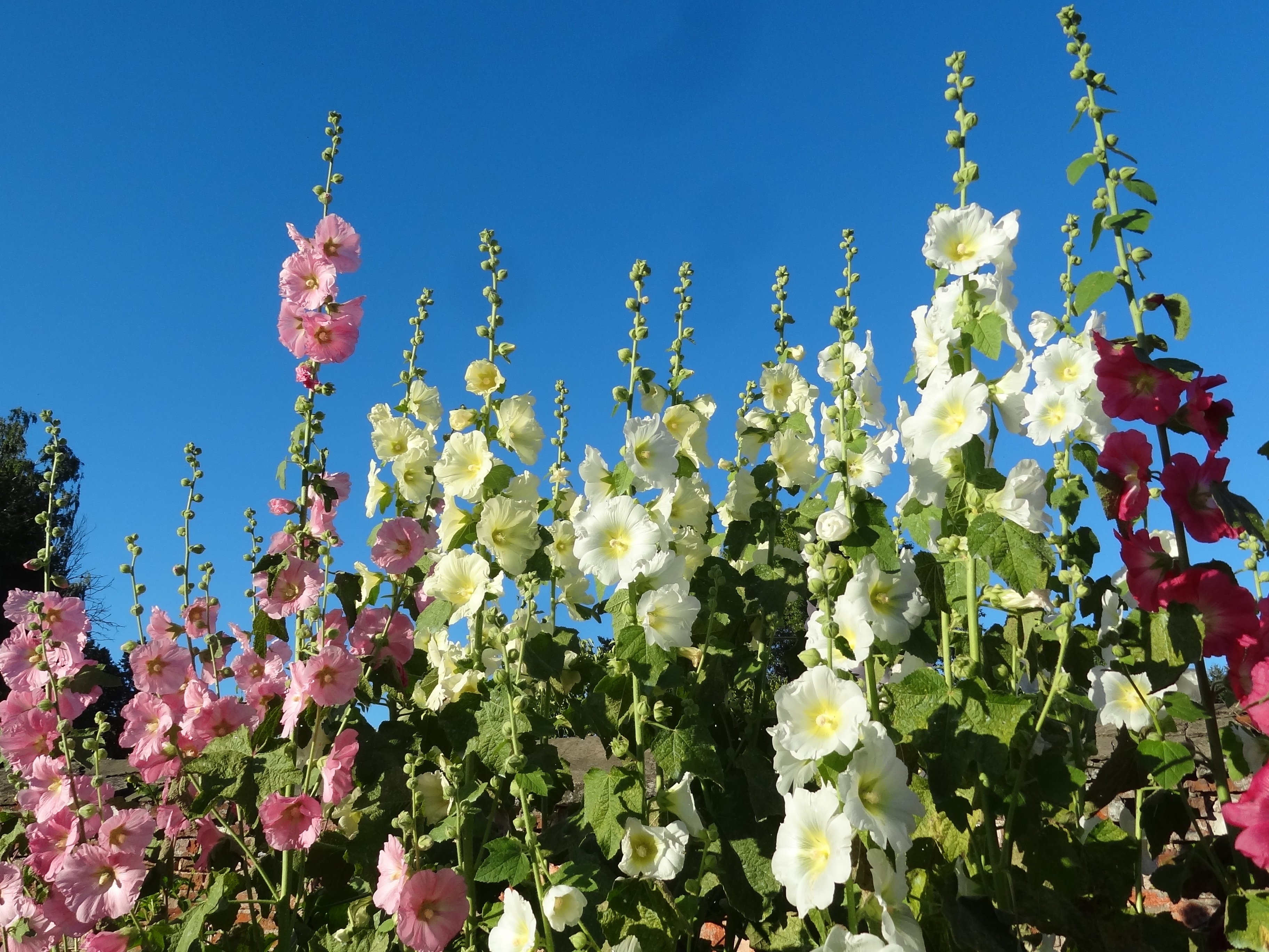 Мальва цветок. Мальва Alcea altissima. Шток роза Любава. Шток-роза многолетняя. Шток роза Дикая.