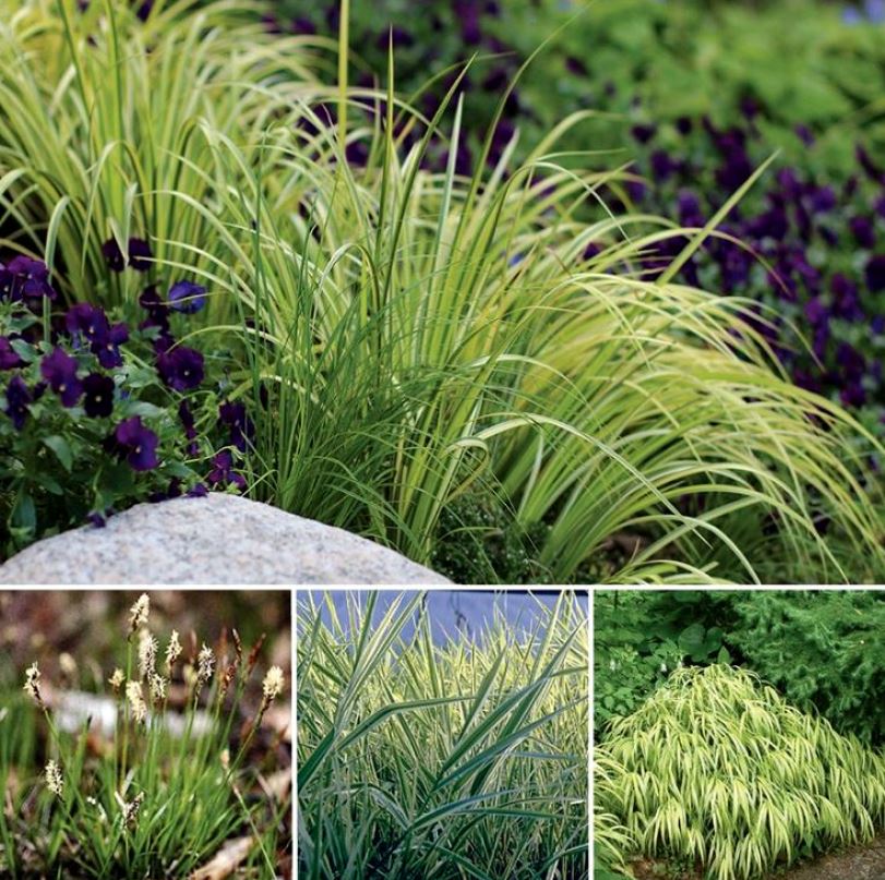 Декоративные травы и злаки для сада фото: Декоративная трава и злаки .