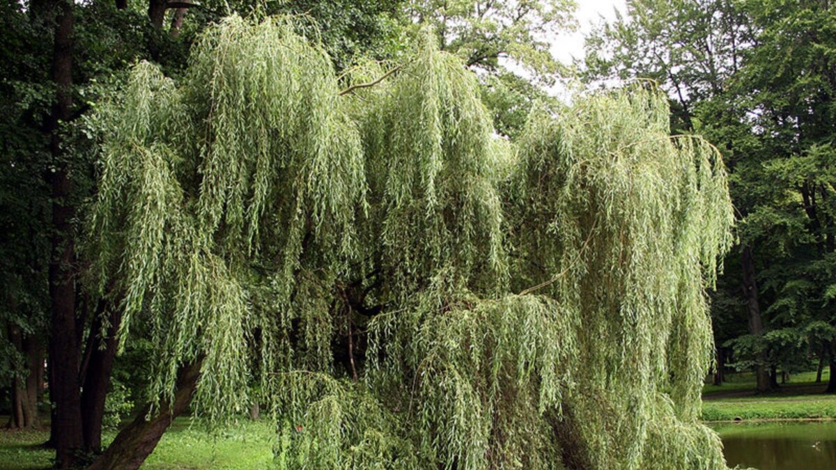 Свойства ивы белой. Ива белая (ветла) Salix Alba. Ива Египетская. Плакучая Ива. Ива белая Чермезина.