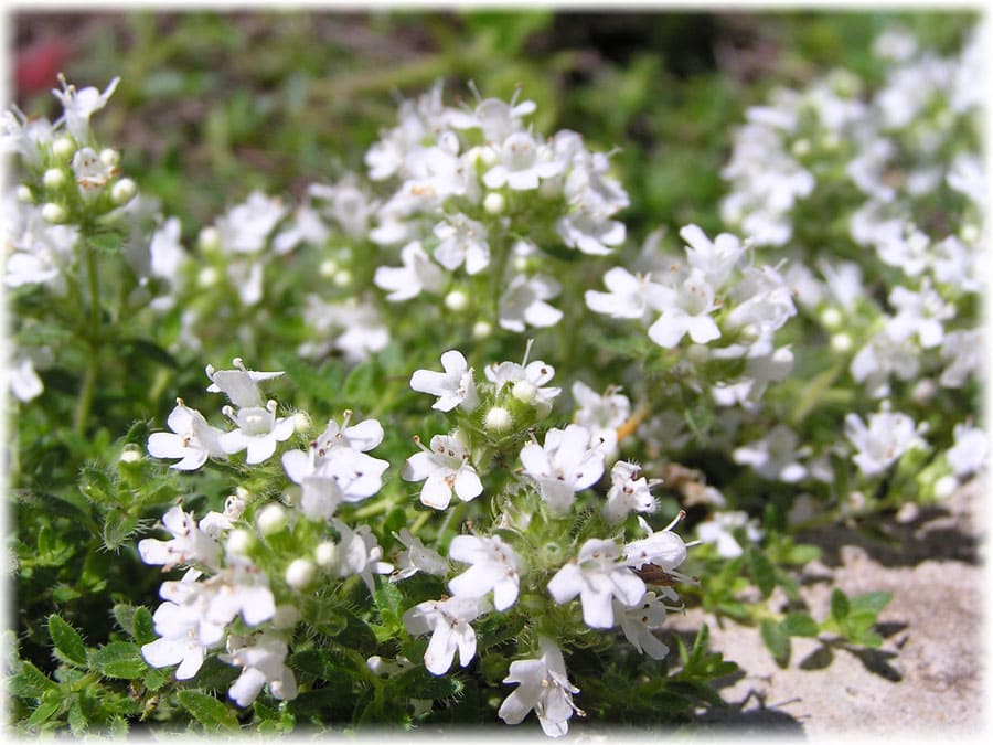 тимьян ранний альбифлорус. тимол и тимьян. чабрец белый. тимьян ползучий "albus". чабрец белый.