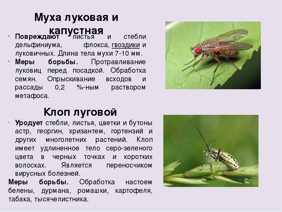 Чем обработать капусту от капустной мухи. Капустная Муха. Луковая Муха. Капустная Муха методы борьбы. Капустная и луковая Муха.