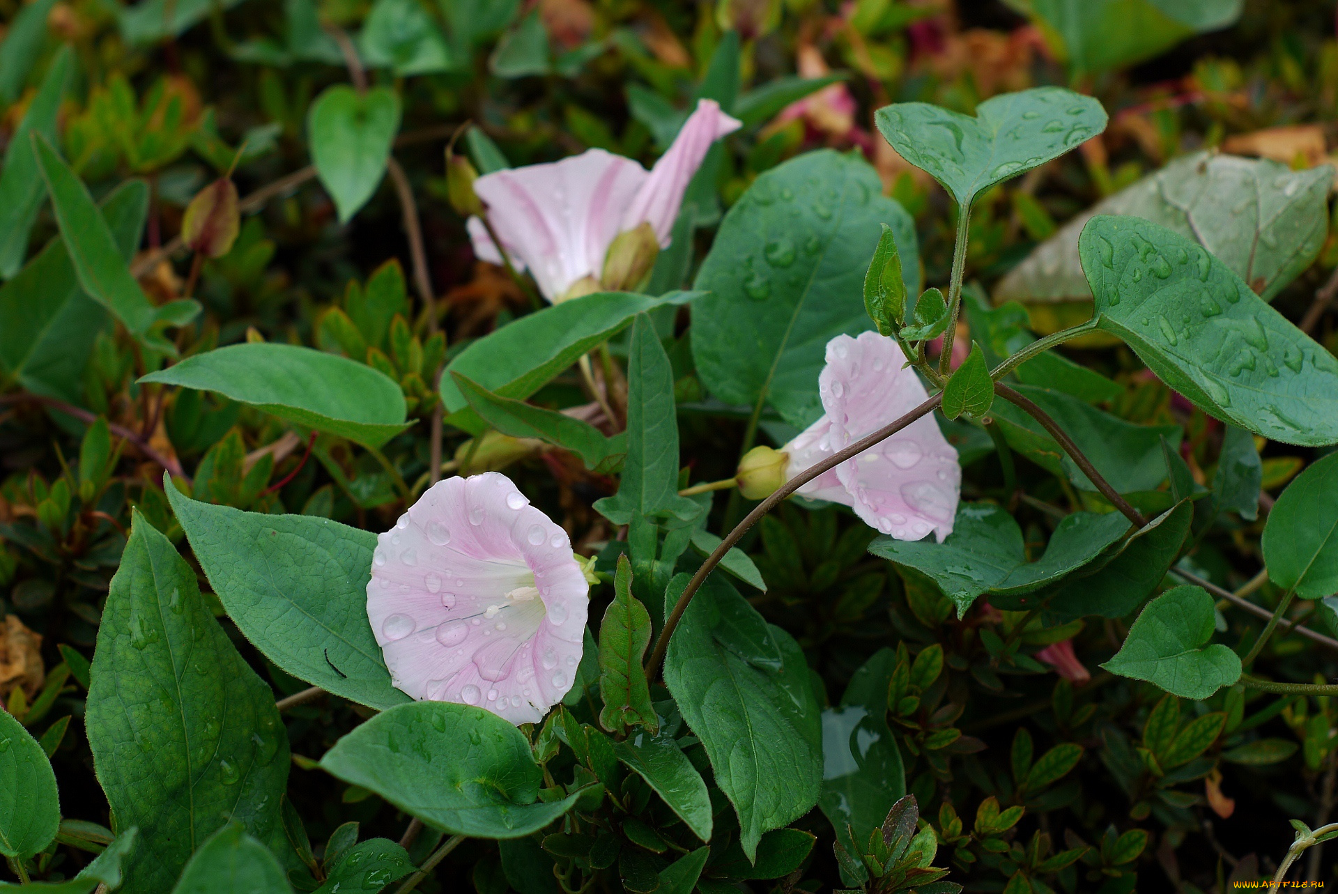 Вьюнок полевой. Вьюнок полевой (ипомея). Вьюнок bindweed. Дикий Вьюнок растение.