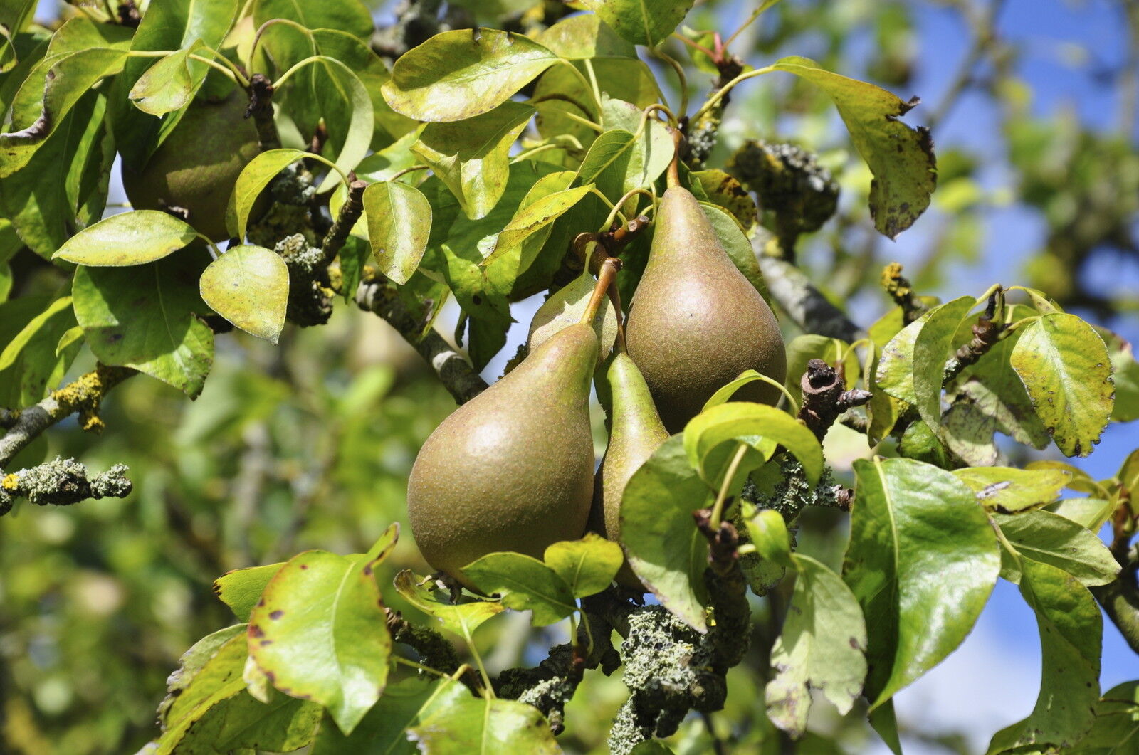 Съем грушу. Груша Pyrus конференция. Груша дерево цветковое. Шоколадная груша дерево. Дерево груша латынь.