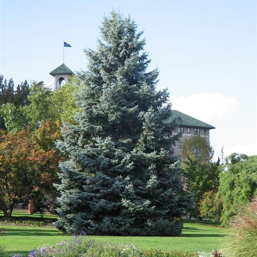 Ель колючая фото. Ель голубая Глаука. Ель колючая glauca. Ель pungens glauca. Ель колючая голубая Глаука.