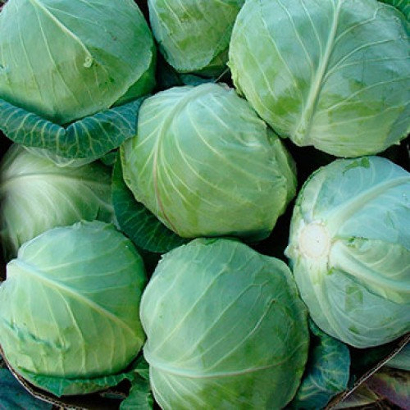 Сорт капусты слава. Капуста Глория. Капуста белокочанная Грин Шайн. Gloria f1 Cabbage Seeds Africa. Капуста Глория описание сорта фото отзывы.