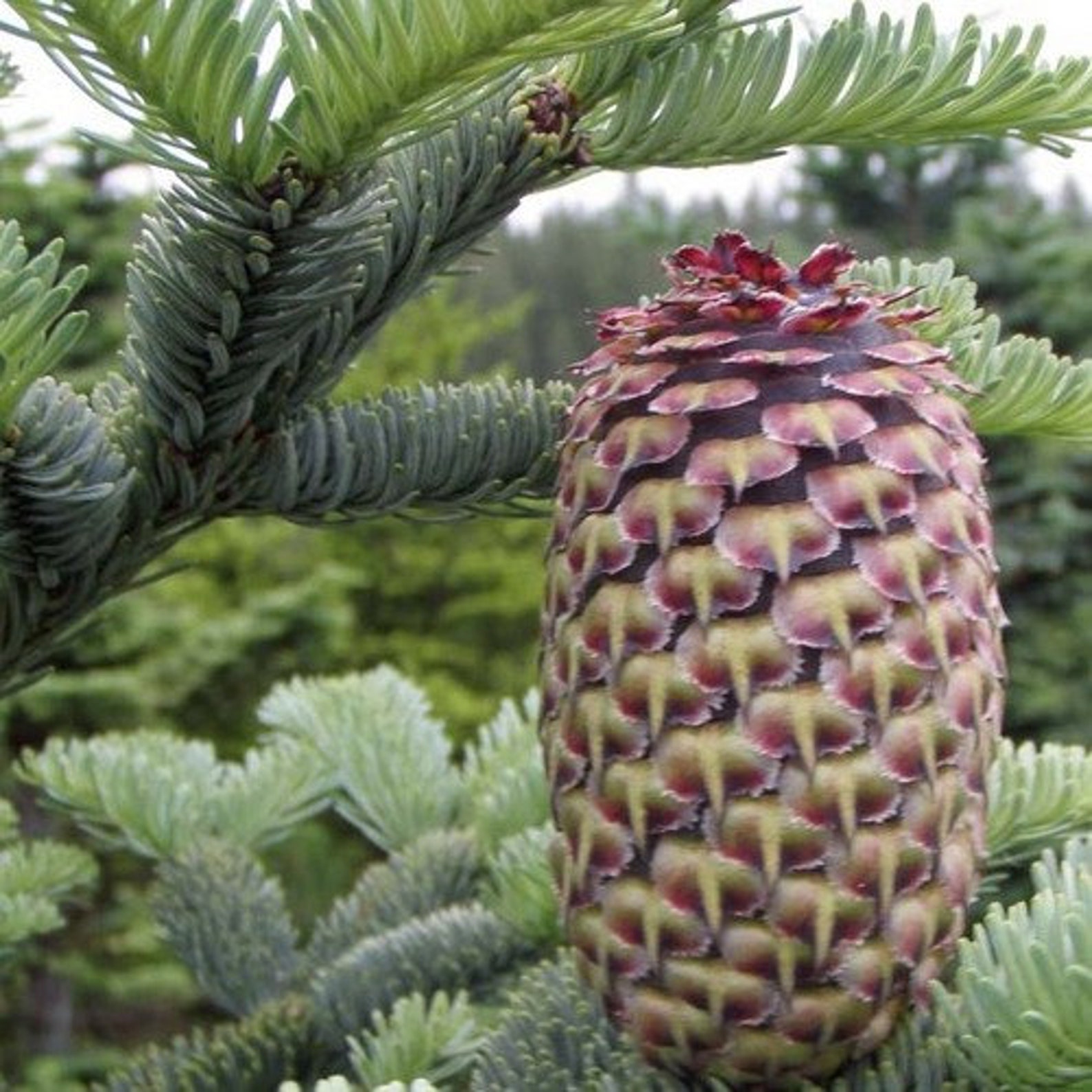 Редкие ели. Abies procera дерево. Экзотические шишки. Огромные шишки хвойного дерева. Ель редкая.