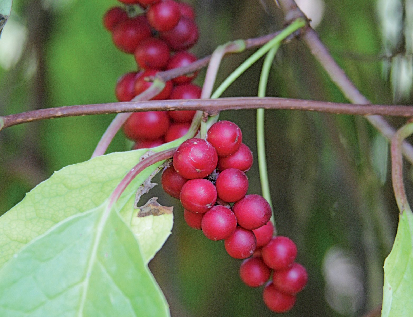 Лимонник Дальневосточный Семена Купить