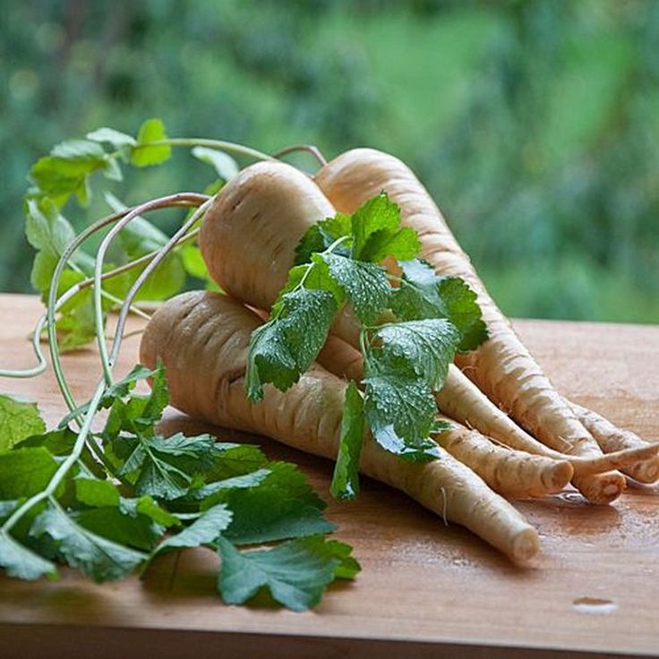 Корень пастернака. Пастернак растение. Пастернак посевной корень. Пастернак (Parsnip). Пастернак зелень.