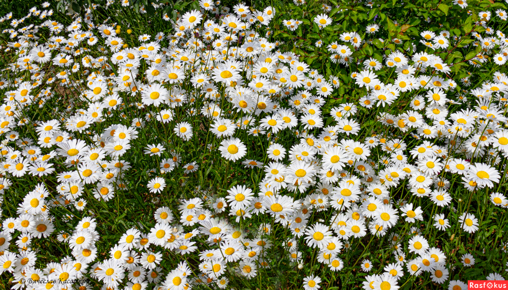 Teteian название chamomile автор mary sirius