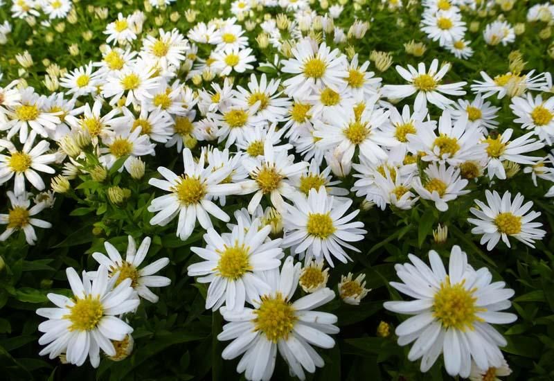 Астер читать. Aster dumosus apollo. Астер читать. Астер читать. Tatarian.