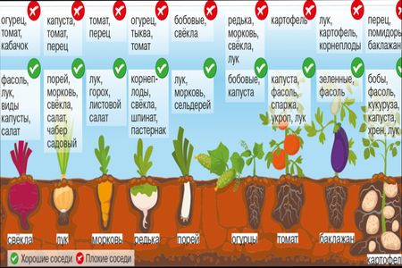 Что после чего растет. Севооборот на даче. Севооборот на огороде таблица что после чего. Правильный севооборот в сельском хозяйстве. График севооборота.