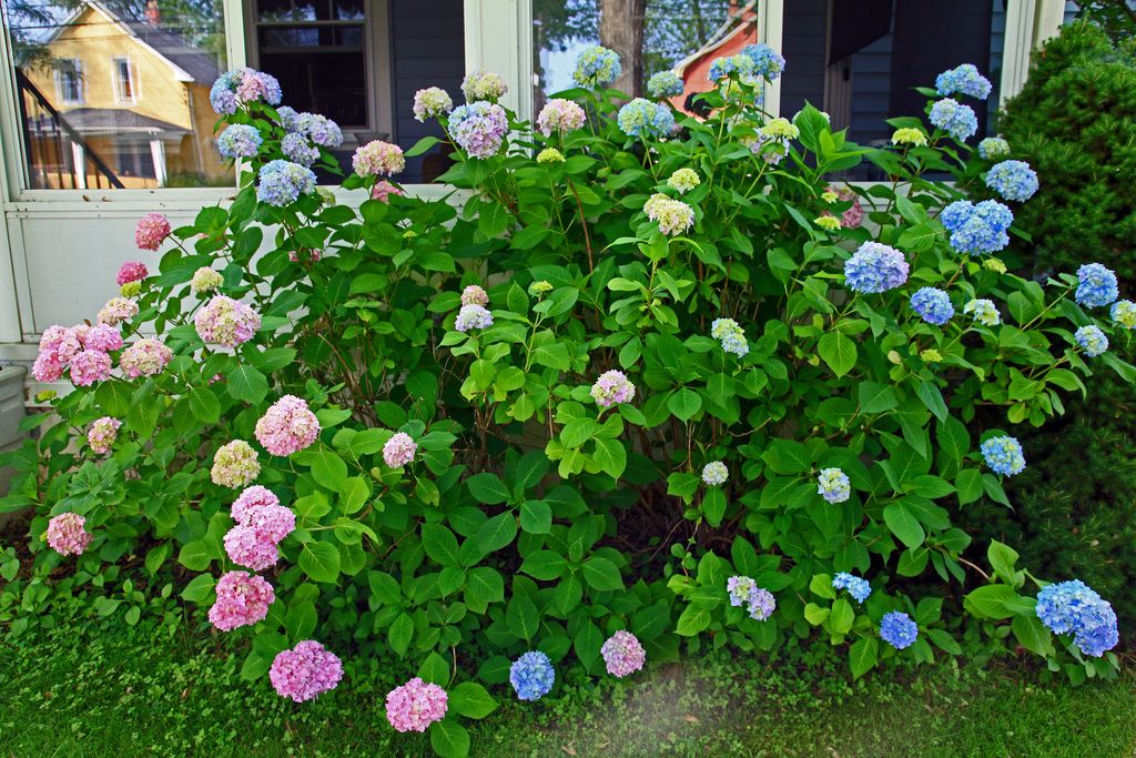 Гортензия и плетистая роза соседство фото