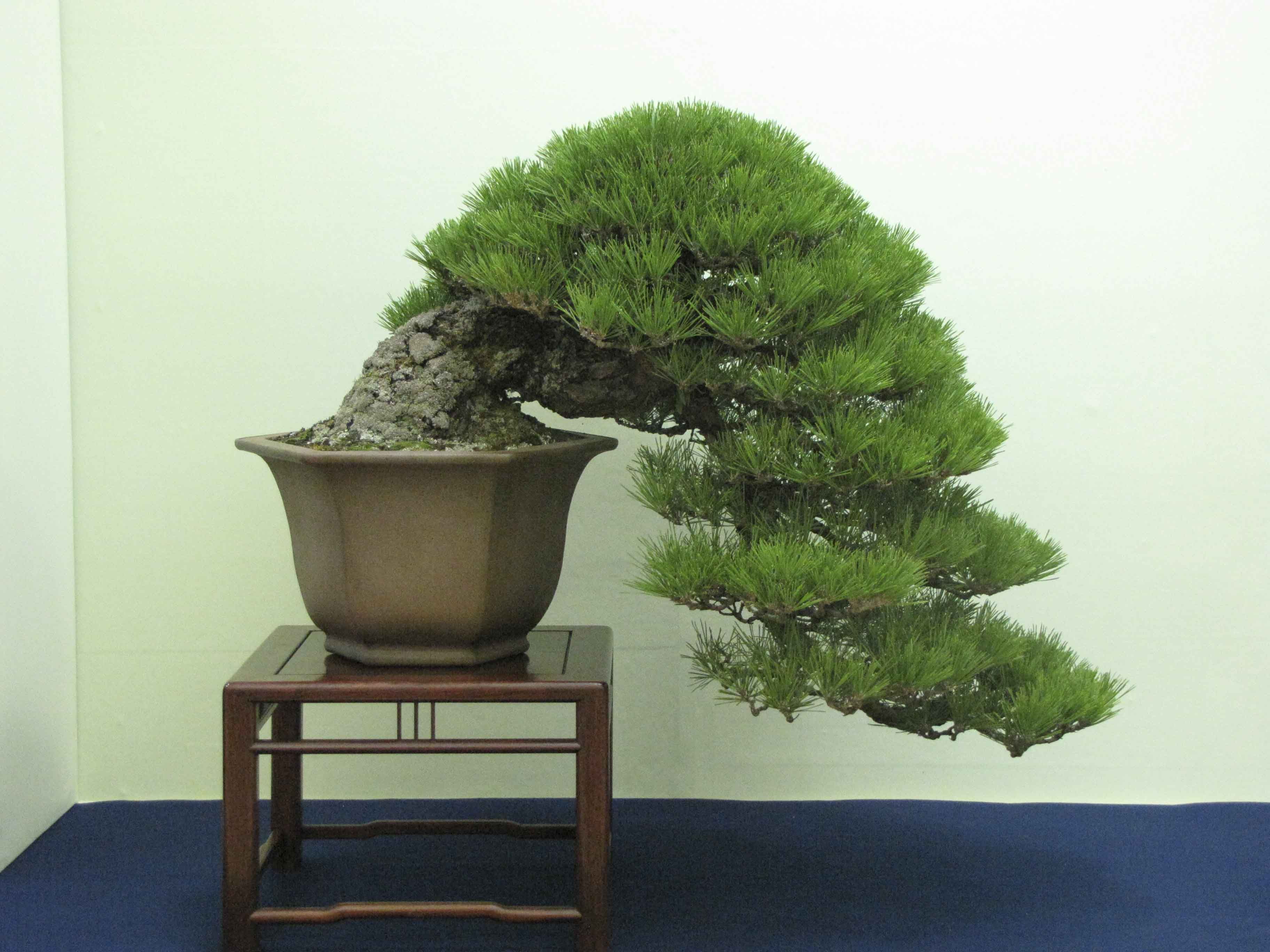 Ели в японии. Бонсай сосна. Дерево Pine Bonsai. Сосна Бунге бонсай. Сосна черная бонсай.