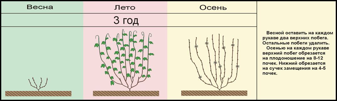 Обрезка киви осенью для начинающих в картинках пошагово