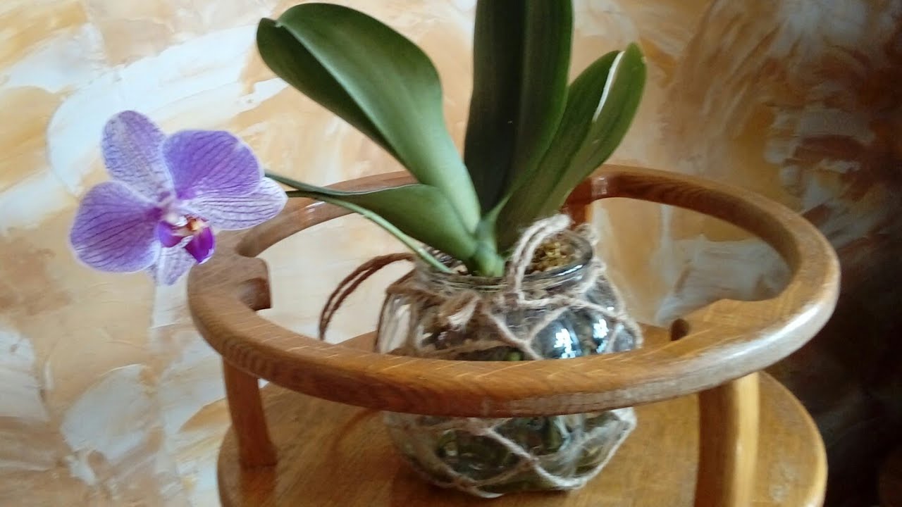 Полив орхидей в домашних условиях весной. Полив орхидеи. Полив фаленопсиса. Орхидея полив для детского сада. Как поливать орхидею.