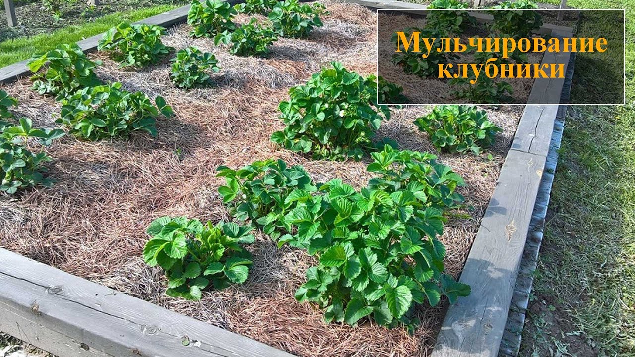 Мульчирование Клубники Фото