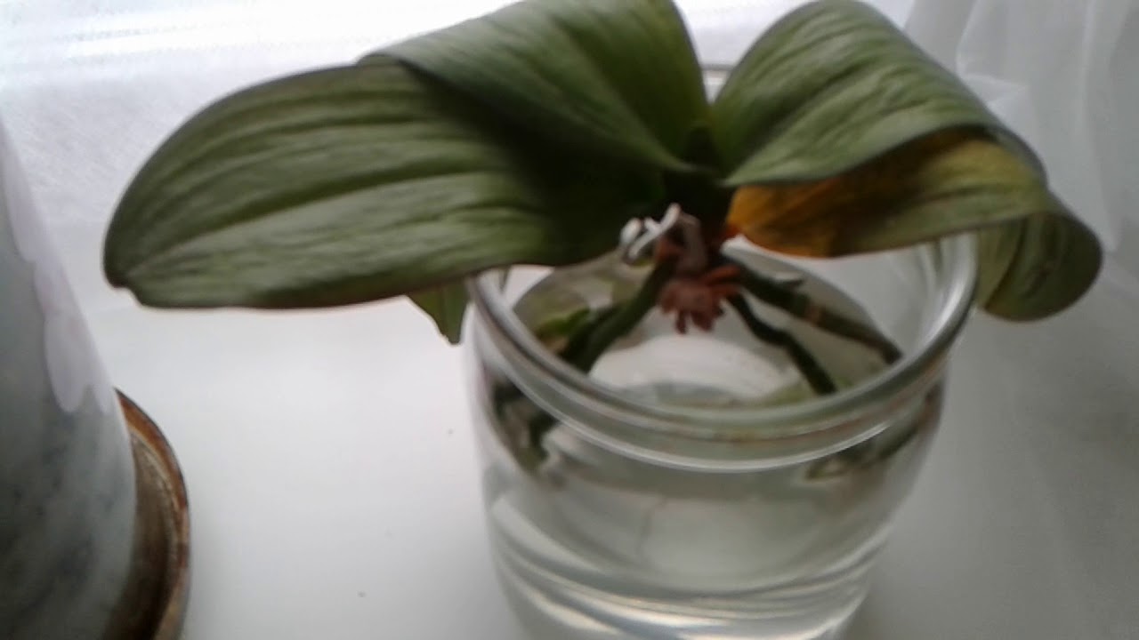 Сколько держать в воде орхидею. Реанимация орхидеи с вялыми листьями. Орхидея фаленопсис реанимация.