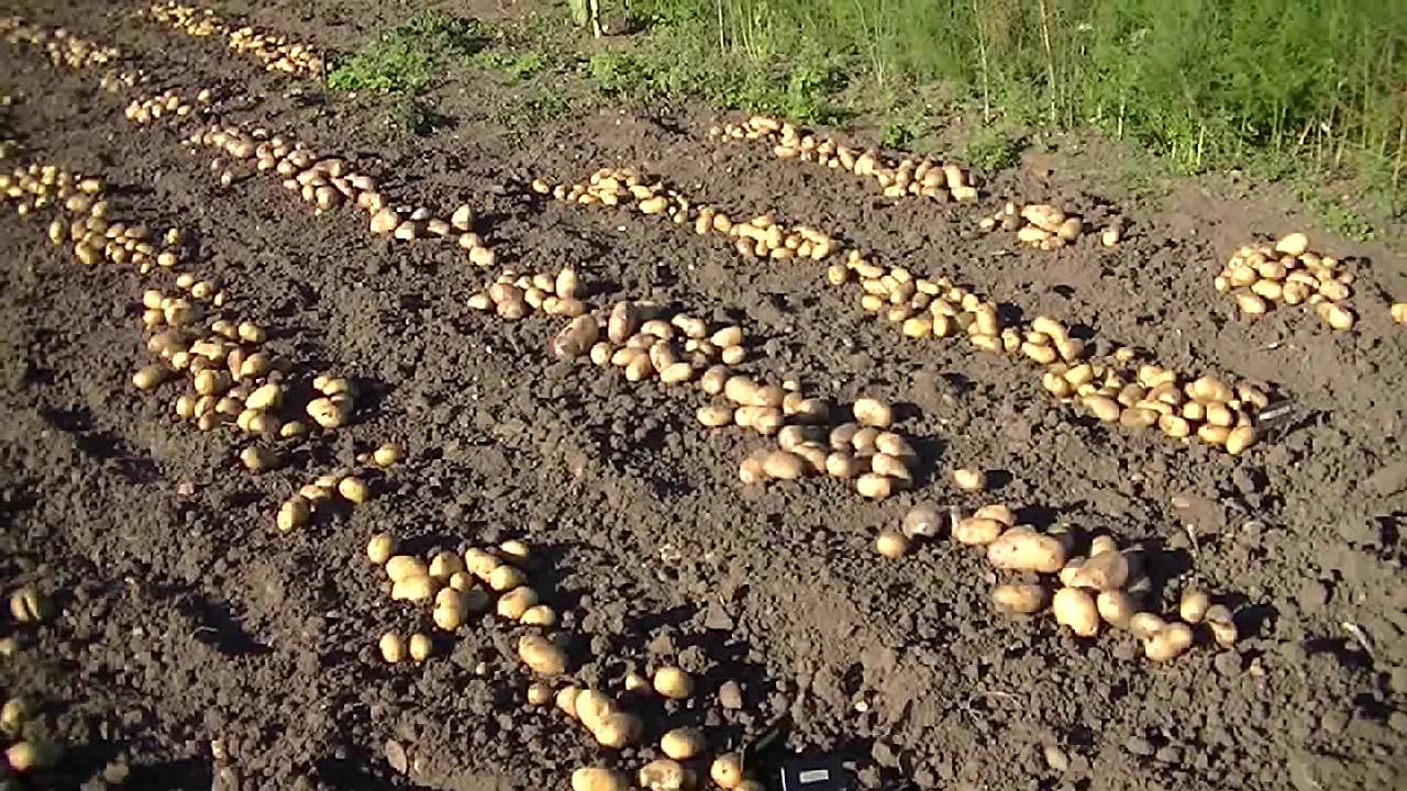 Сажают картошку в снег картинка прикол