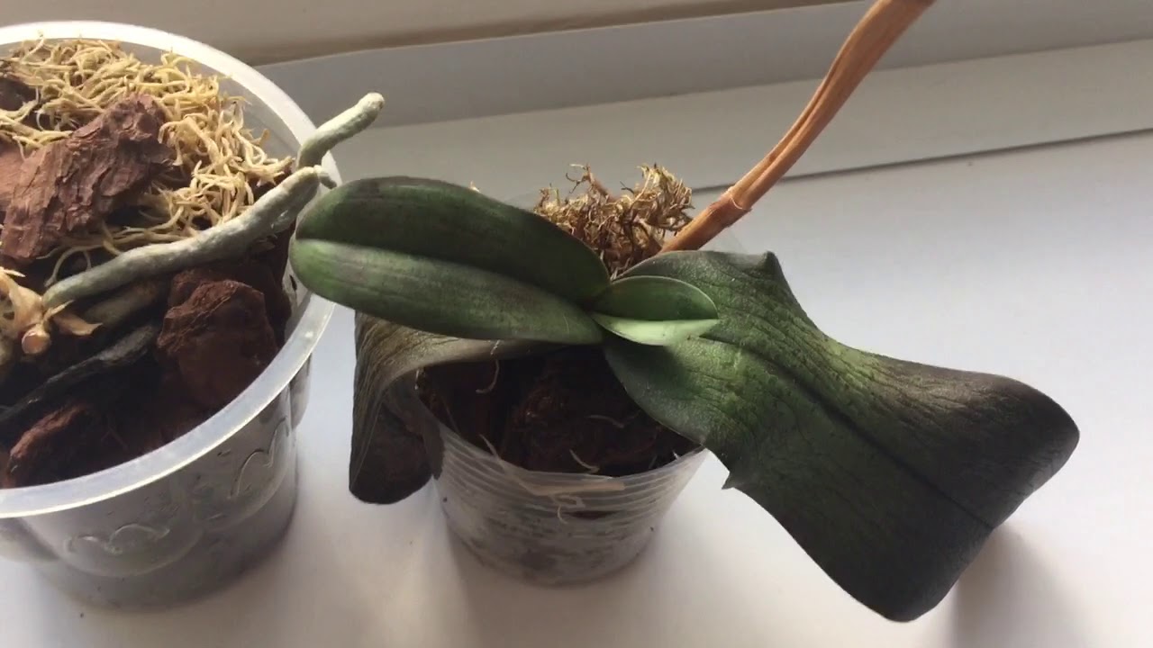 Орхидея без листьев но с корнями