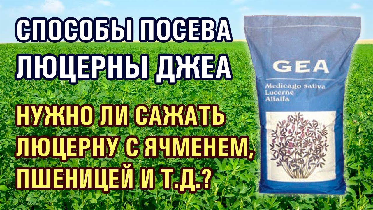 Норма высева люцерны на сотку вручную. Посев семян люцерны. Способ посадки люцерны. Когда сеять люцерну. Посев семян люцерны вручную.