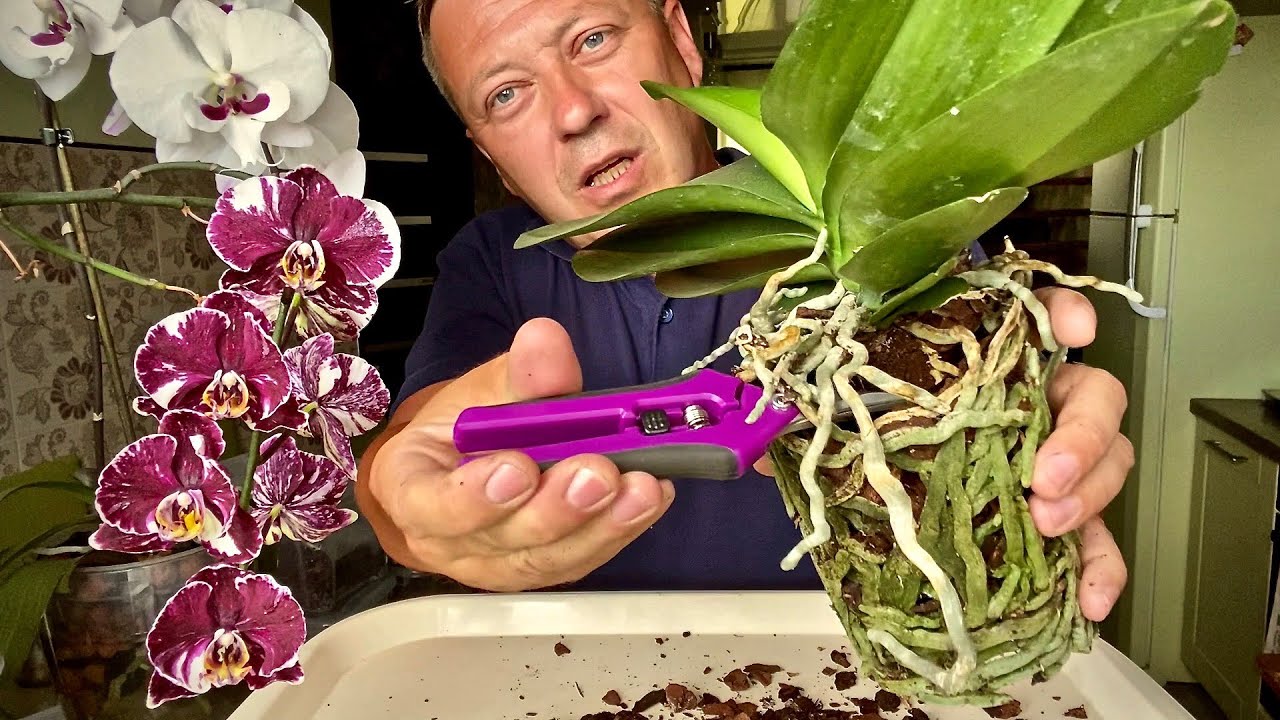 Правильная пересадка орхидеи. Омолаживание орхидеи фаленопсис. Фаленопсис пересадка. Орхидеи Горячевский.