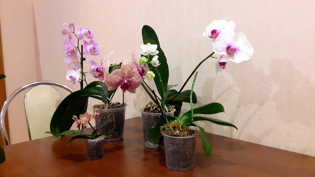 Пересадка орхидеи в домашних после покупки. Пересадка орхидеи фаленопсис. Орхидея уход в домашних условиях. Фаленопсис уход в домашних условиях. Бежевый фаленопсис в горшке.